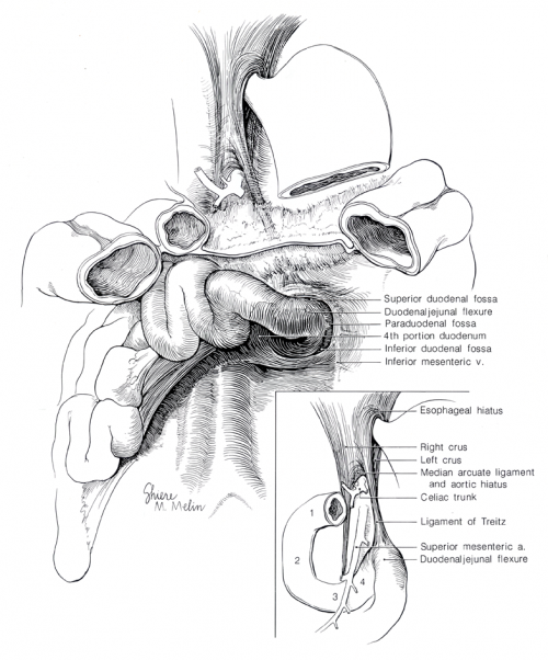 Shiere Melin, Pen and ink medical illustration, anatomy illustration