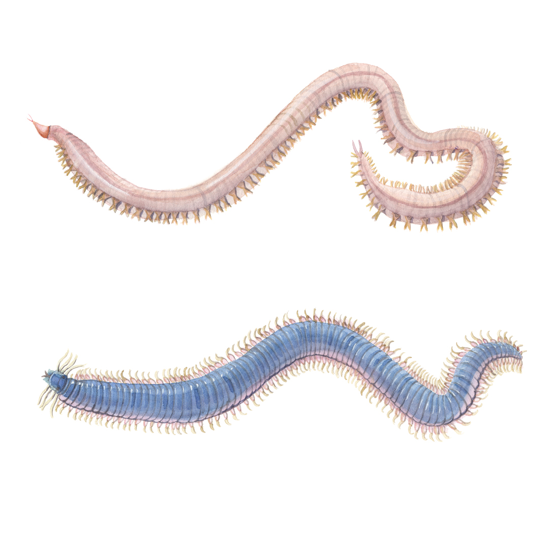 Polychaetes: Blood Worm and Clam Worm