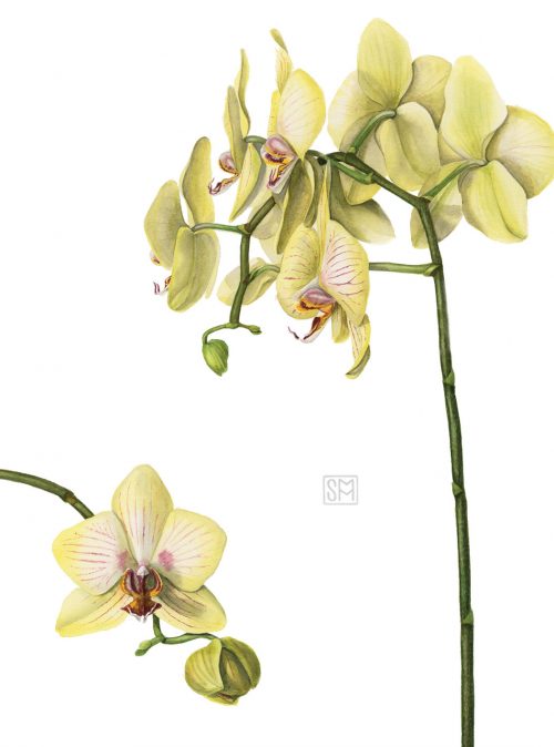 Phalaenopsis | Orchid, 11" x 14.7", watercolor, Fabriano Artistico